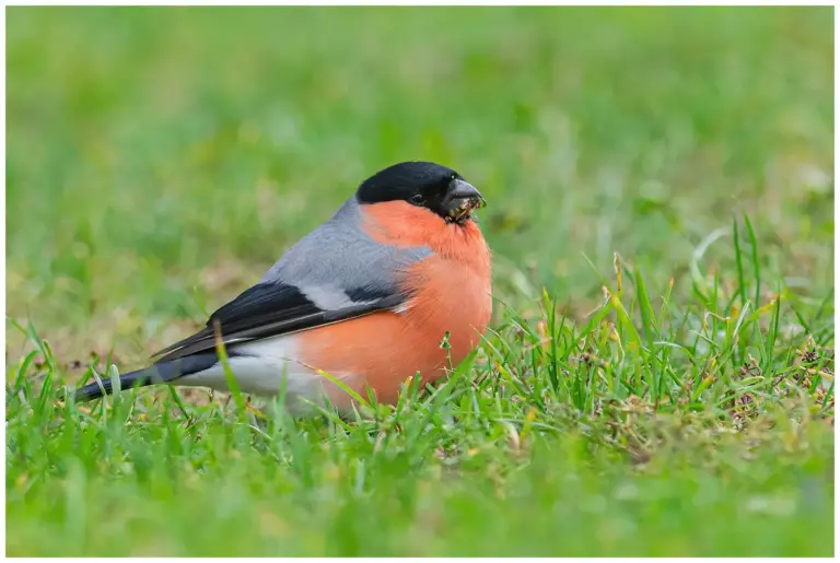 Domherre - (Common Bullfinch) - födosöker på en gräsmatta