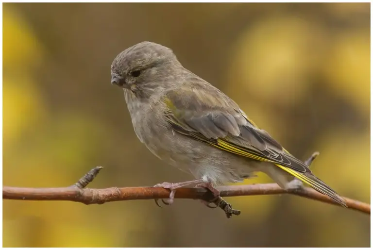 Grönfink - Greenfinch - Carduelis chloris saknar näbb