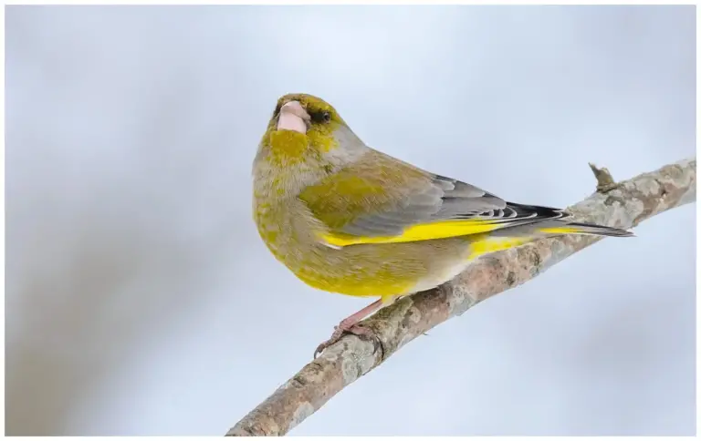 Grönfink - Greenfinch - Carduelis chloris