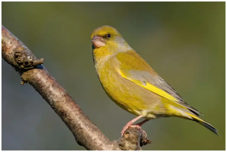 Grönfink - Greenfinch - Carduelis chloris