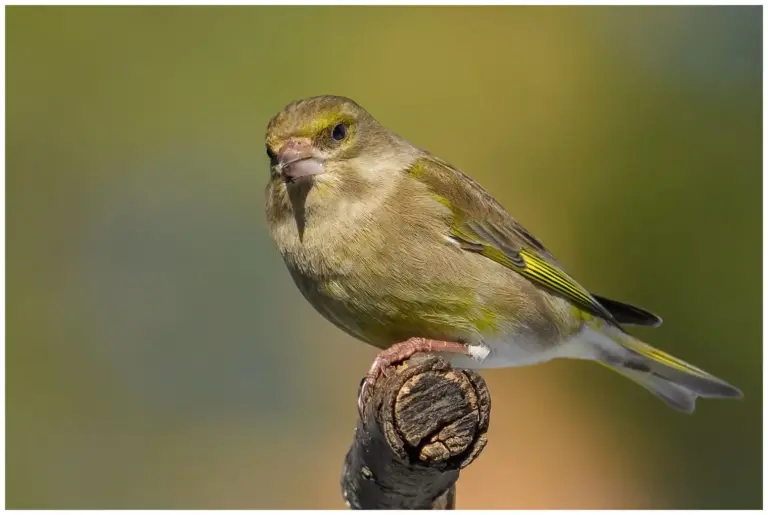 Grönfink - Greenfinch - Carduelis chloris