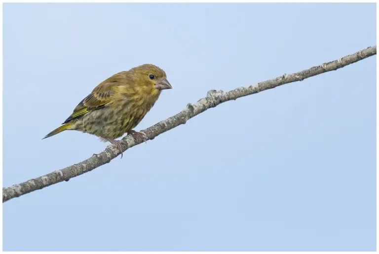 Grönsiska - (Eurasian Siskin) - ungfågel