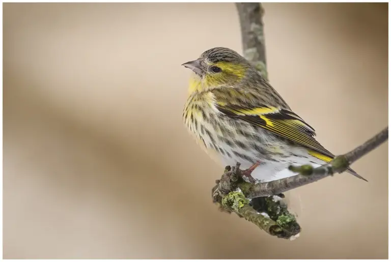 Grönsiska - (Eurasian Siskin)