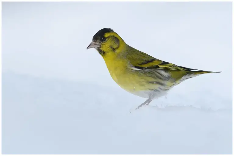 Grönsiska - (Eurasian Siskin) - hanne i snö