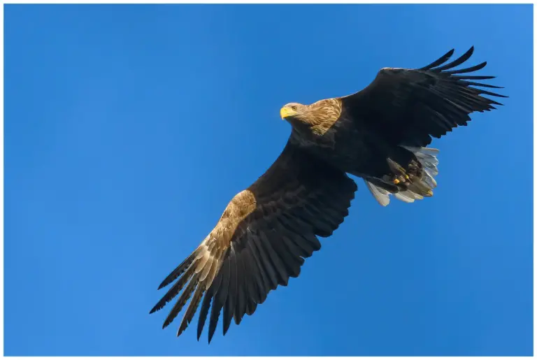 Havsörn en vuxen fågel som flyger mot blå himmel i solsken