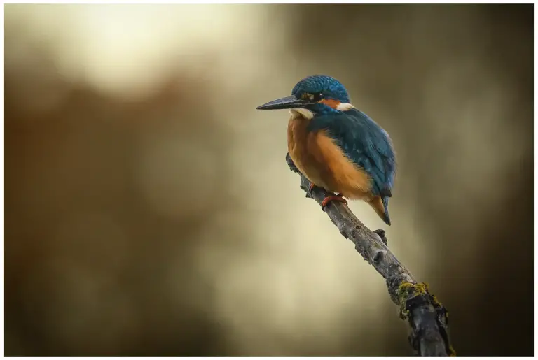 Kungsfiskare - (Kingfisher)