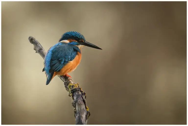 Kungsfiskare - (Kingfisher)