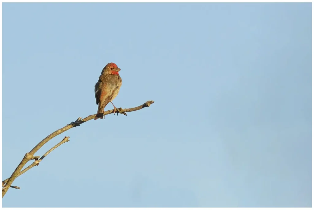 Rosenfink - Common Rosefinch - adult på en gren i kvällssol