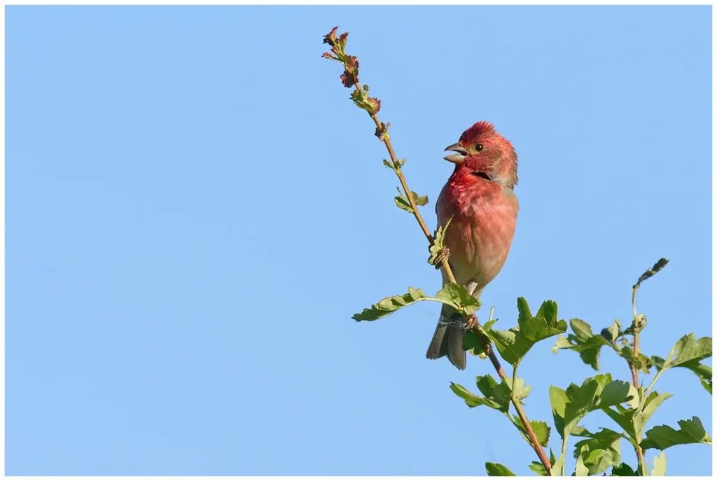 Rosenfink - Common Rosefinch - adult som sjunger från en gren mot blå himmel