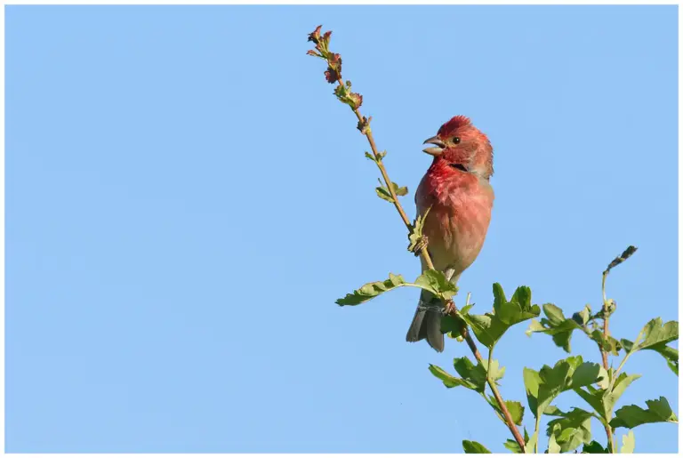 Rosenfink - (Common Rosefinch)