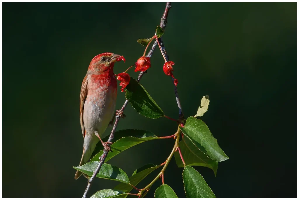 Rosenfink - Common Rosefinch - en adult på en gren i rönnbärs träd och äter bären