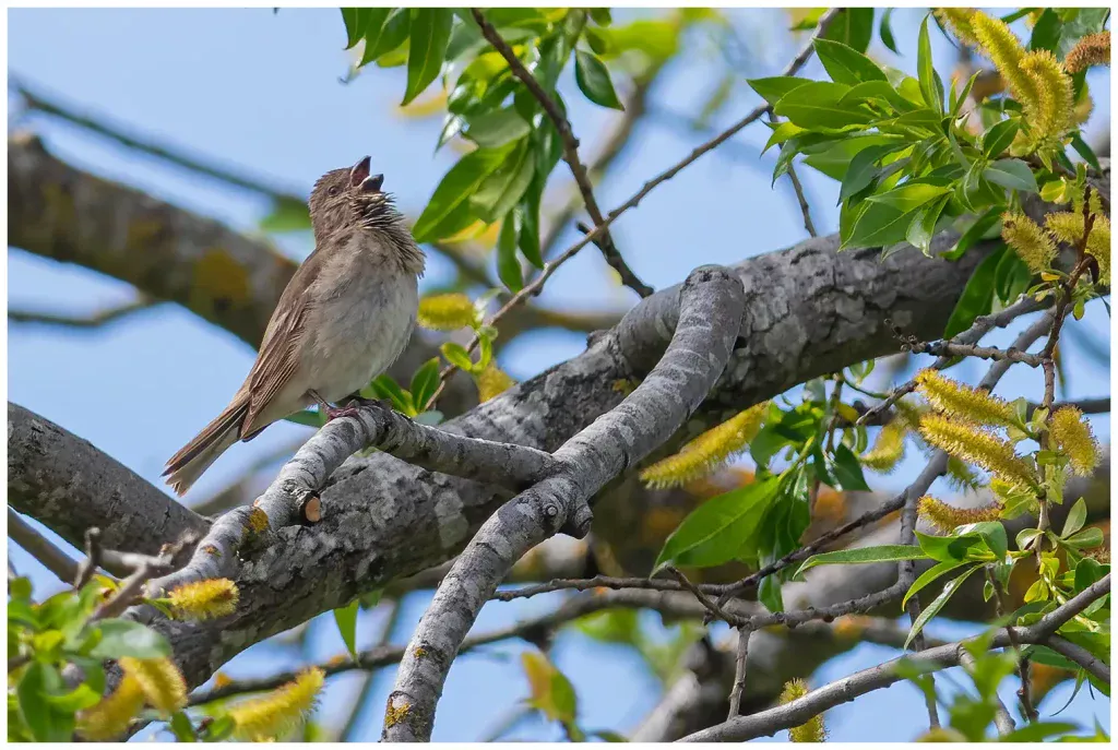 Rosenfink - Common Rosefinch - sjunger från en gren i ett träd