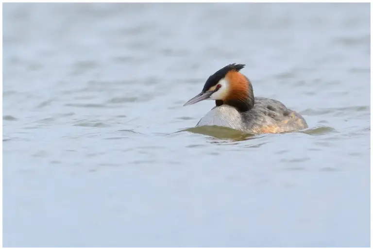 Skäggdopping - (Great Crested Grebe)