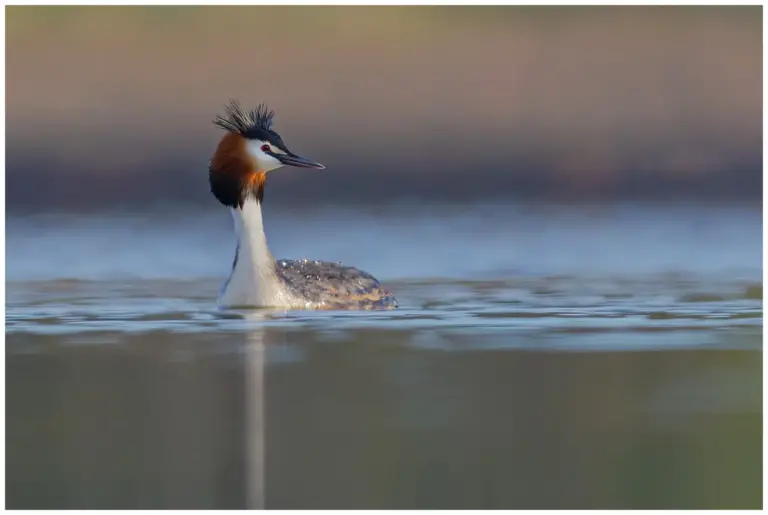 Skäggdopping - (Great Crested Grebe)