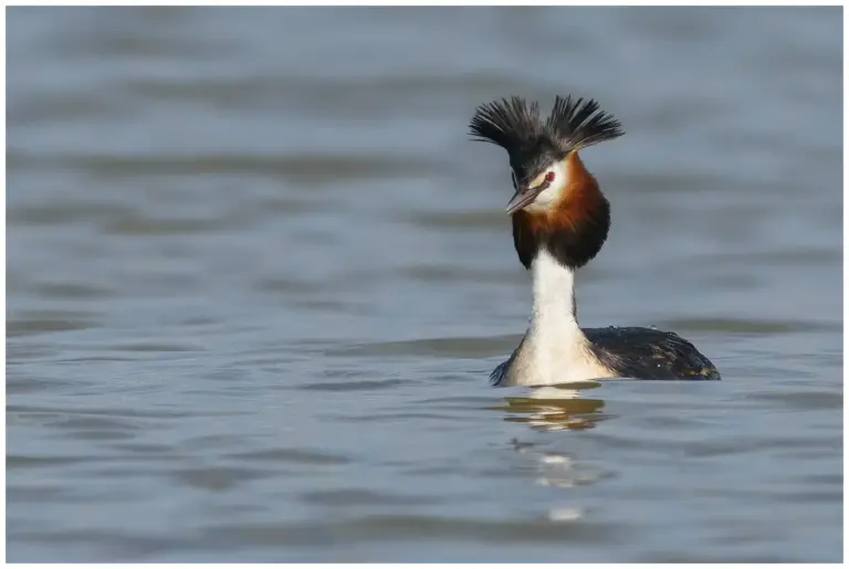 Skäggdopping - (Great Crested Grebe)