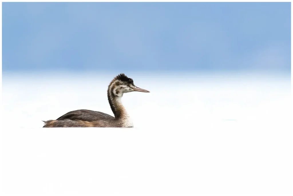 Skäggdopping - Great Crested Grebe Skäggdopping juvenil som simmar i vitt vatten, nästan som snö