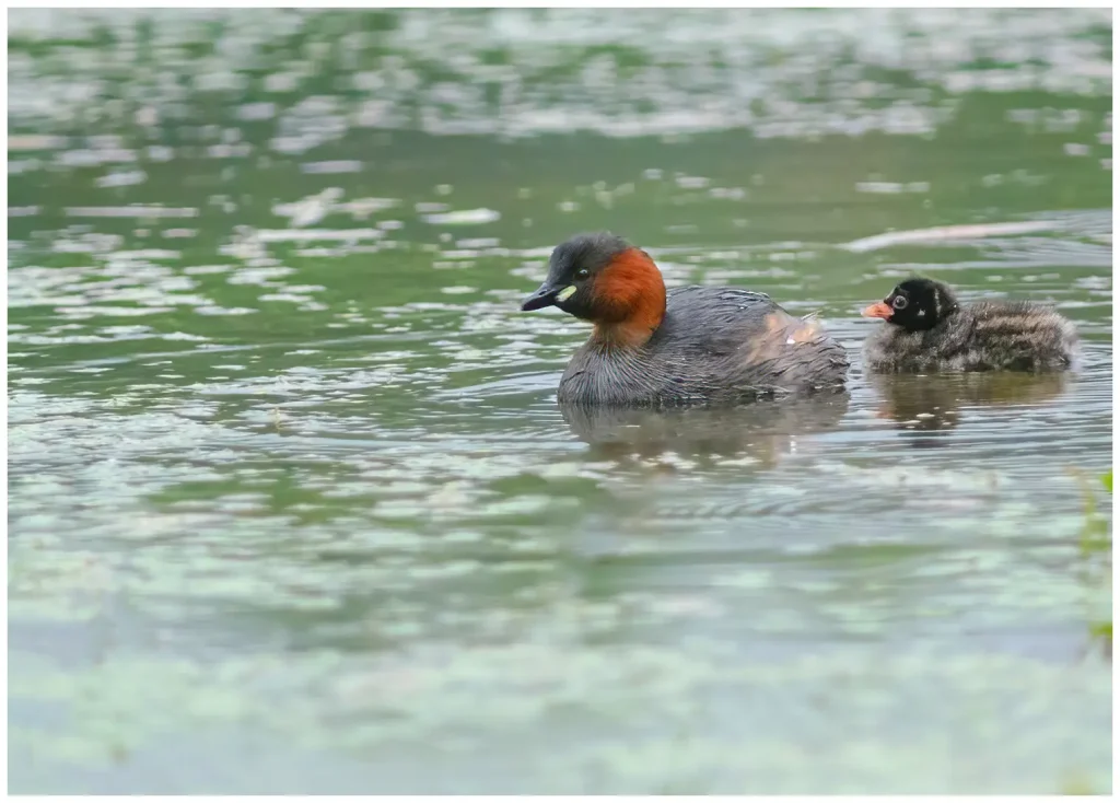 Smådopping en vuxen och en ungfågel i vattnetn