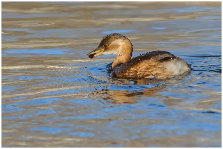 Smådopping - (Little Grebe)