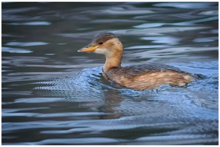 Smådopping - (Little Grebe)