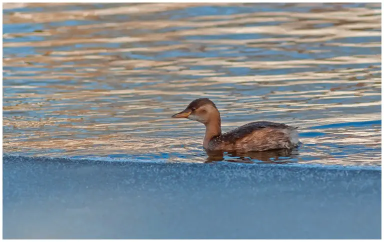 Smådopping - (Little Grebe) - vinterdräkt