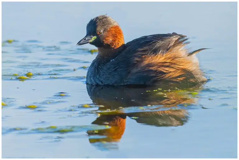 Smådopping - (Little Grebe) - vuxen