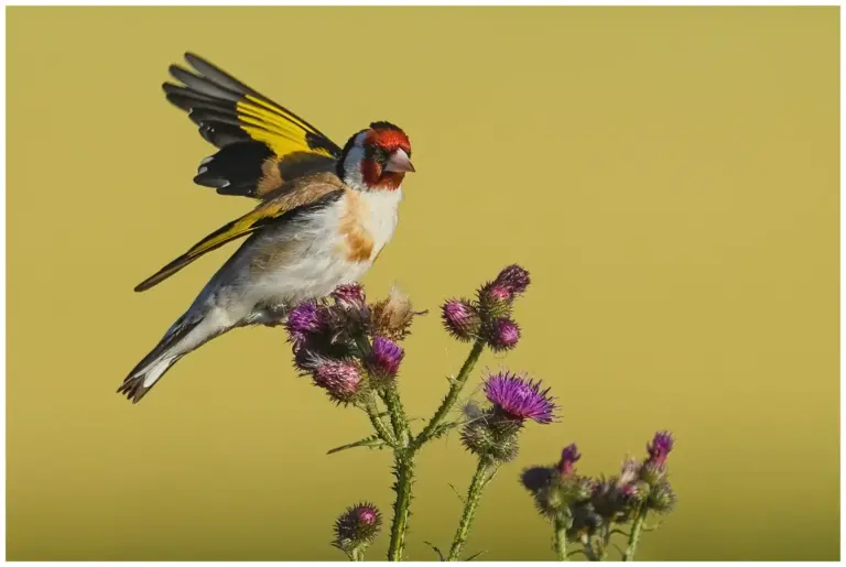 Steglits - (European Goldfinch)