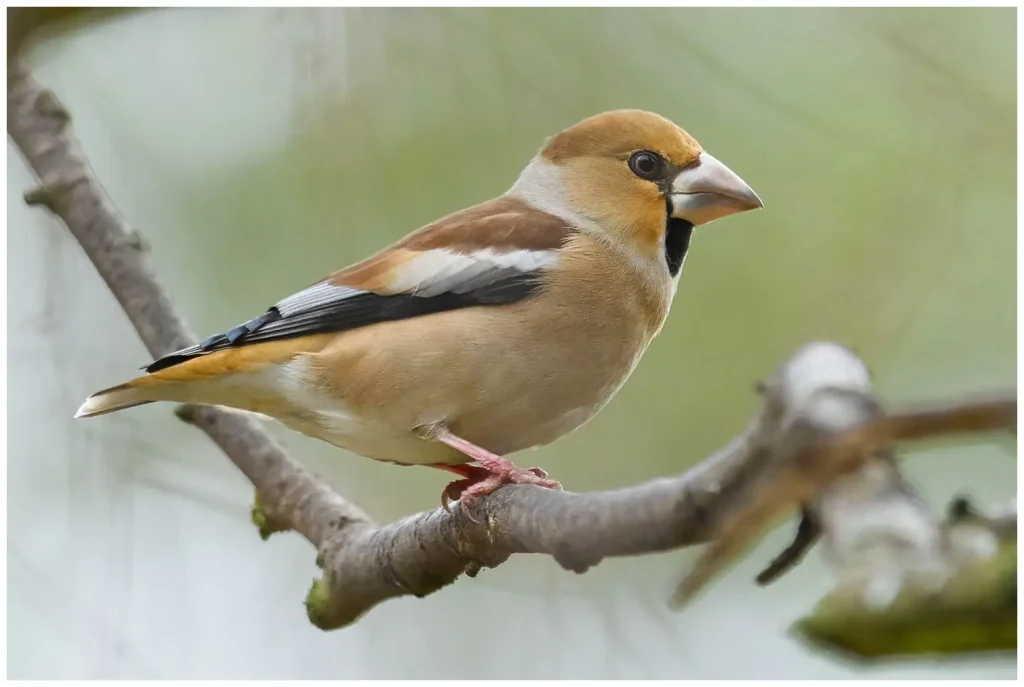 stenknäck- Hawfinch - Coccothraustes coccothraustes