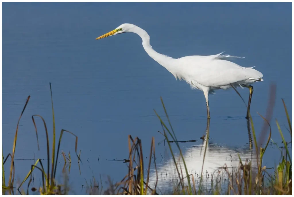 Ägretthäger - Great white Heron Ägretthäger Great white Heron födosöker i kanten av vattnet
