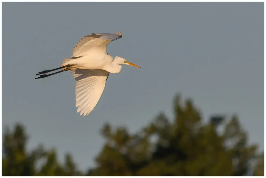 Ägretthäger Great white Heron flyger i tidigt morgonljus