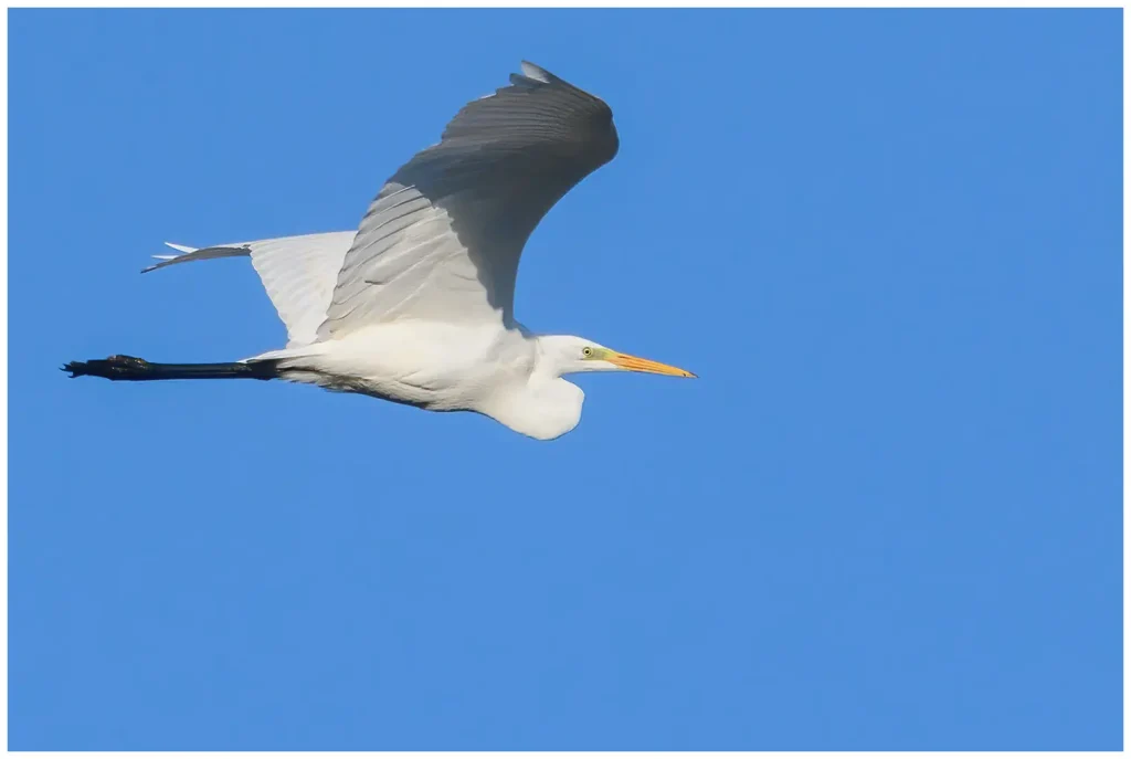 Ägretthäger Great white Heron flyger nära mot blå himmel