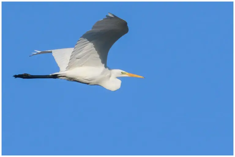 Ägretthäger Great white Heron flyger nära mot blå himmel