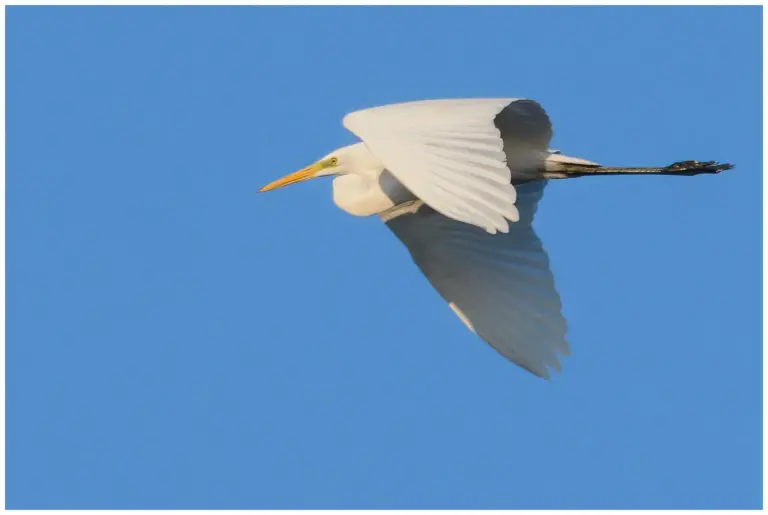 Ägretthäger flygande en solig morgon