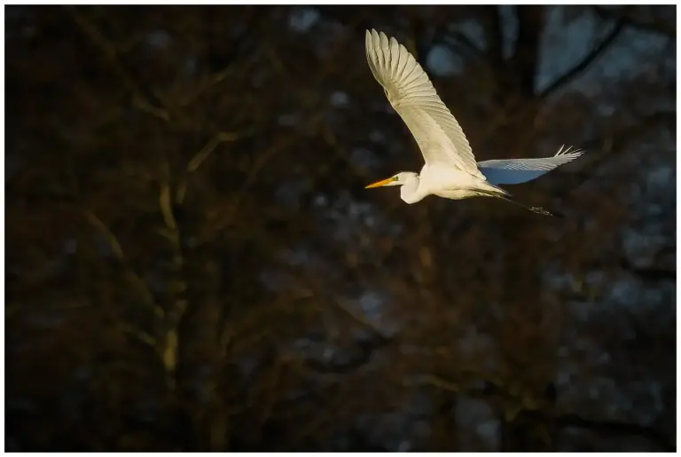 Ägretthäger flyger en tidig morgon med skog i bakgrunden