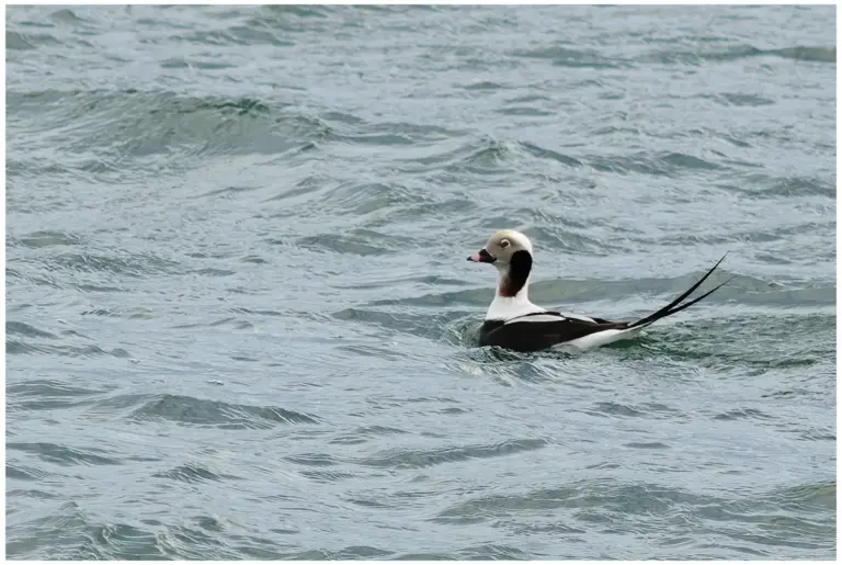 Alfågel - (Long-tailed Duck) - hane