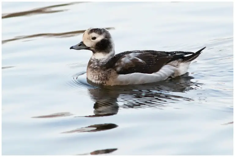 Alfågel - (Long-tailed Duck)