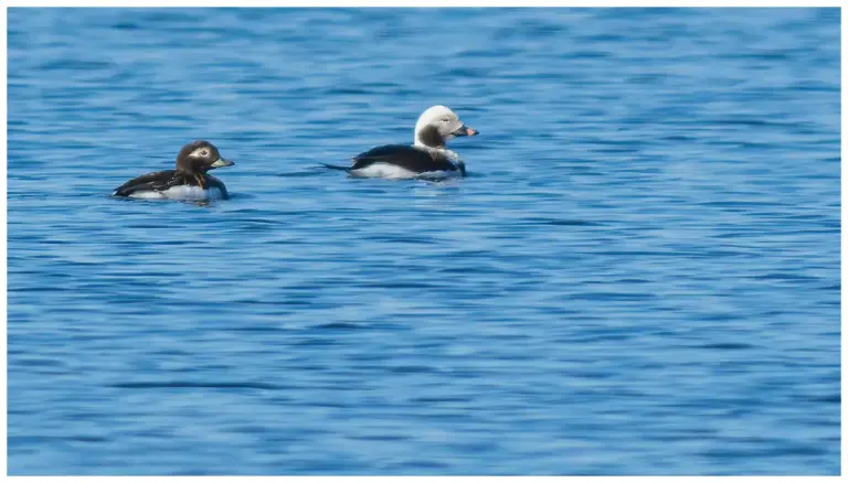 Alfågel - (Long-tailed Duck) - hona och hane