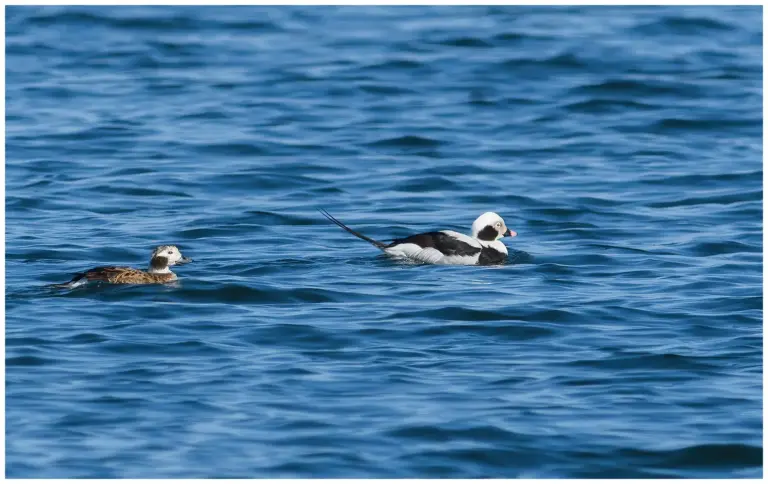 Alfågel - (Long-tailed Duck) ett par