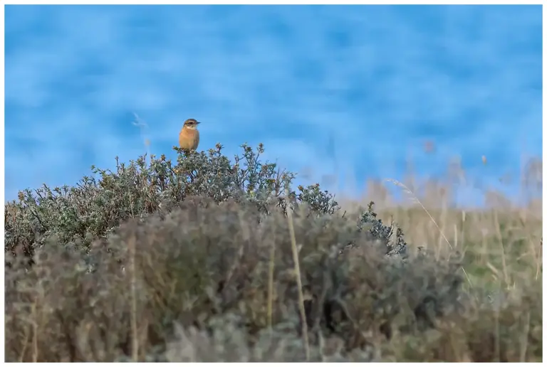 amurbuskskvätta, Stejneger´s stonechat, Saxicola stejnegeri, Kungsstenarna, Öland