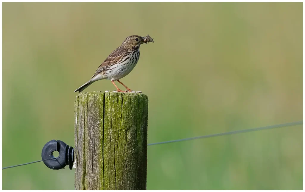 Ängspiplärka - Meadow Pipit ängspiplärka