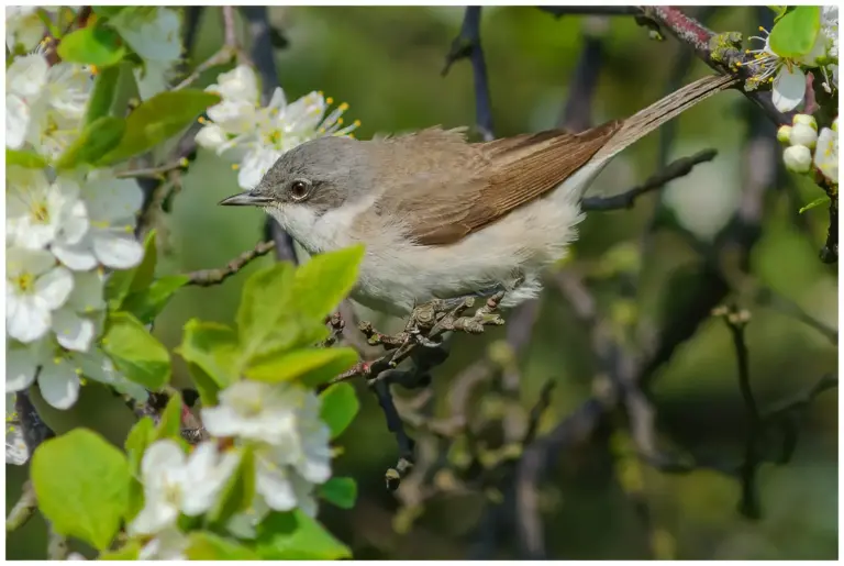 Ärtsångare - (Lesser Whitethroat) i ett blommande träd