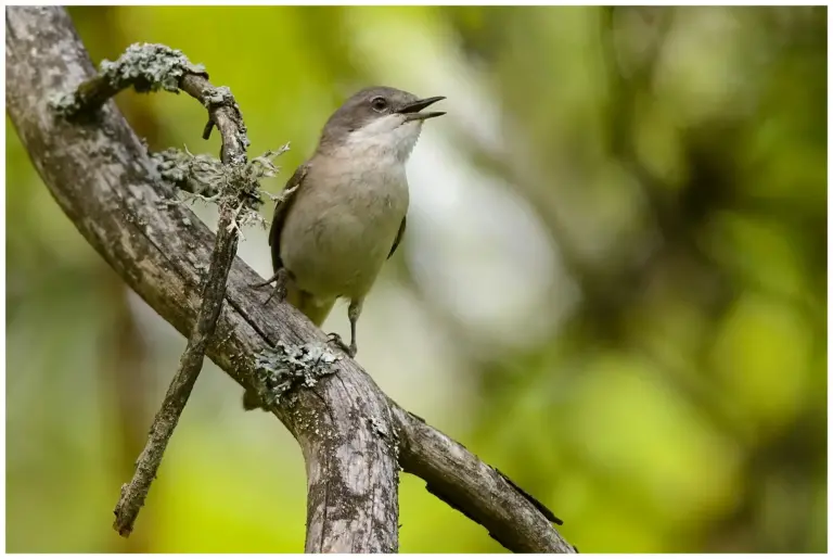 Ärtsångare - (Lesser Whitethroat) som sjunger från en död gren