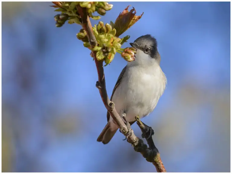 Ärtsångare - (Lesser Whitethroat) sitter på en liten gren som har knoppar