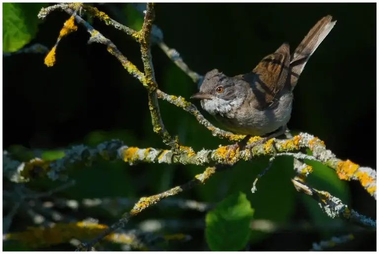 Ärtsångare - (Lesser Whitethroat) på en gren i en buske