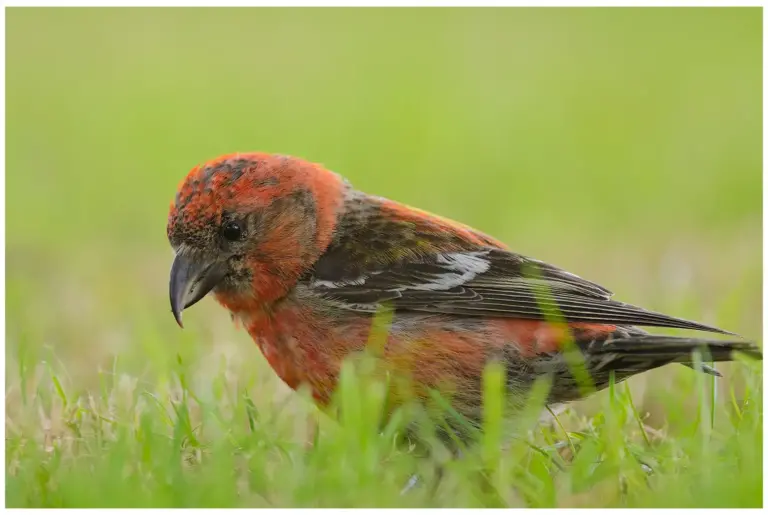 Bändelkorsnäbb - (Two-barred Crossbill) -letar efter föda på gräsmatta