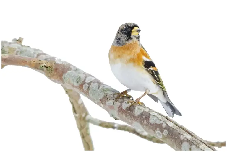 Bergfink - (Brambling) - en hane