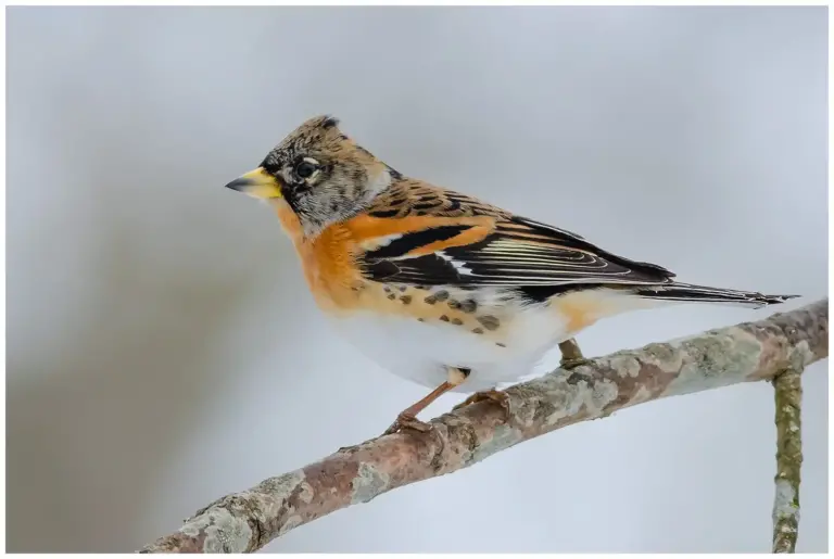 Bergfink - (Brambling) - hanne