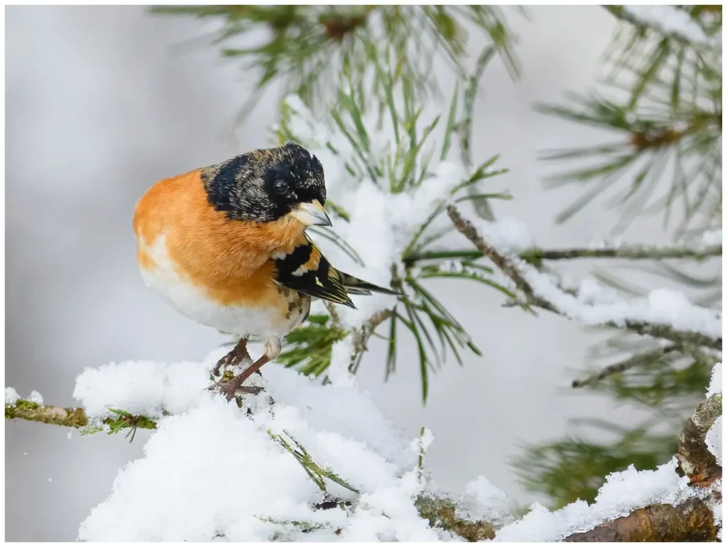 bild på bergfink hane i träd och snö