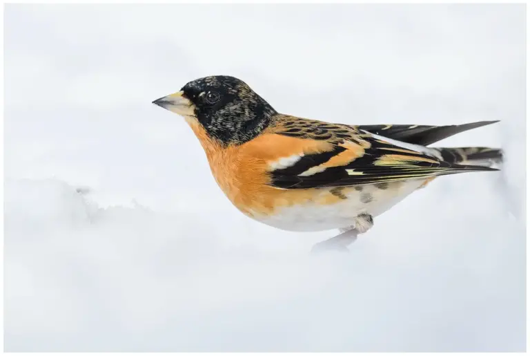 Bergfink - (Brambling) - hane letar föda i snö