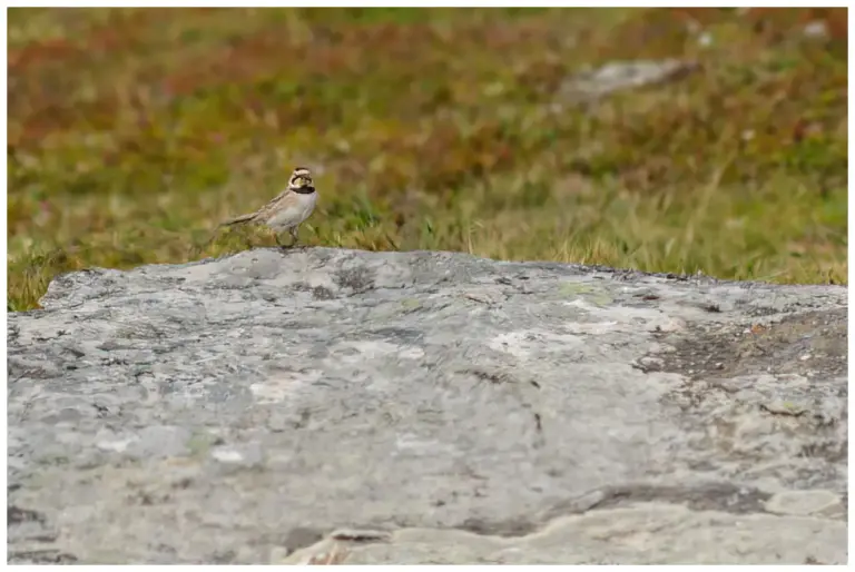 Berglärka - (Horned Lark)