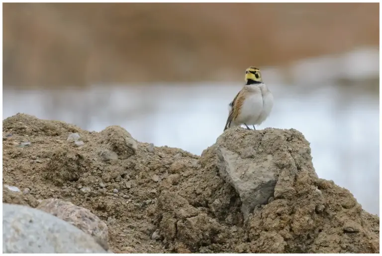 Berglärka - (Horned Lark)